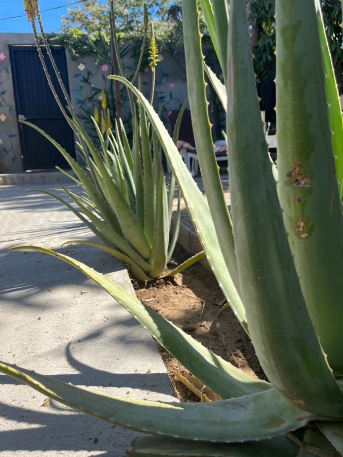 Dici Co-Living Housing Cabo San Lucas Bed and Breakfast Eksteriør billede