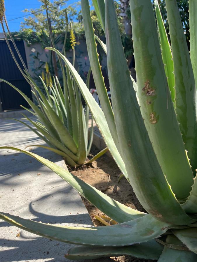 Dici Co-Living Housing Cabo San Lucas Bed and Breakfast Eksteriør billede